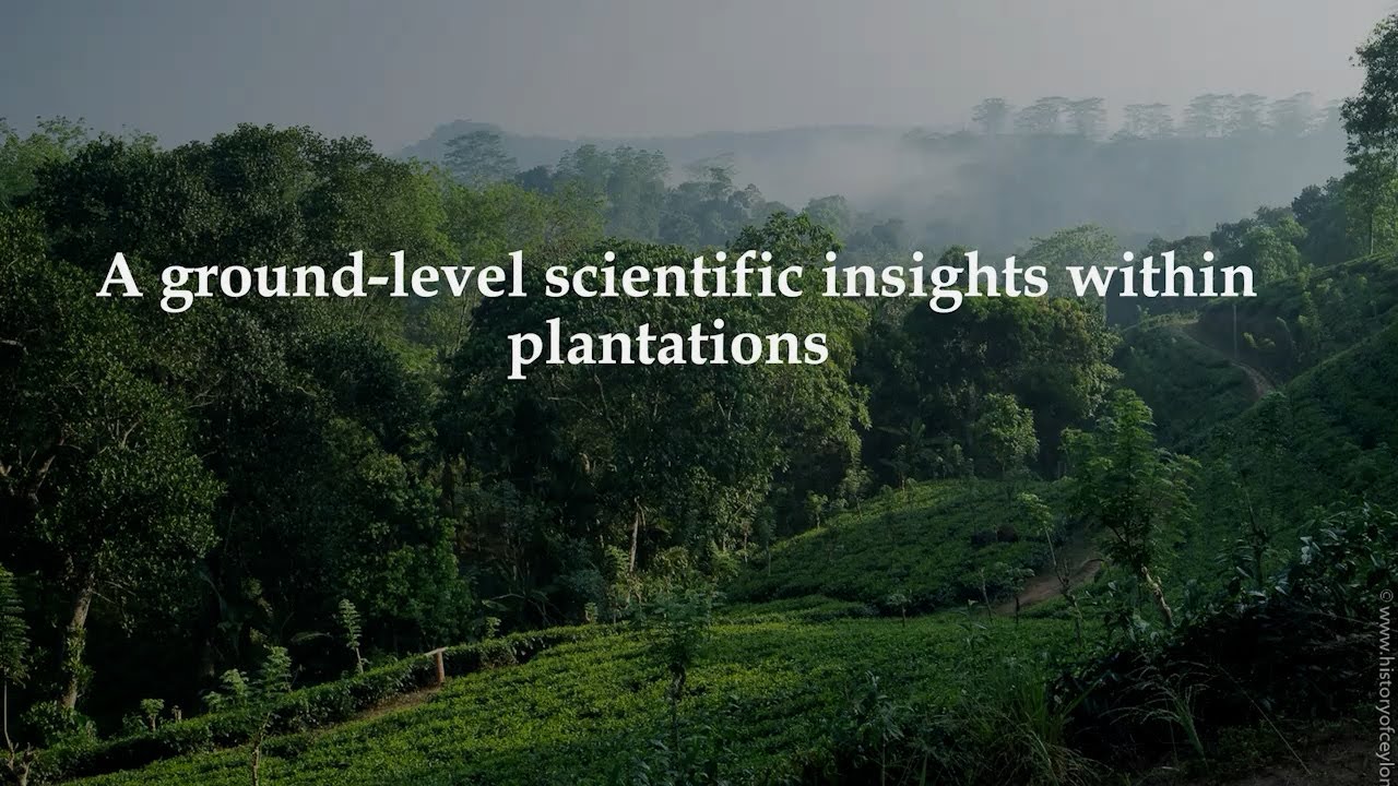 ON THE EDGE: A ground level scientific insights within Plantations